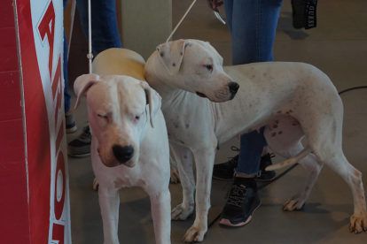 Los mejores perros se acicalan para competir en León. JONATHAN NOTARIO.