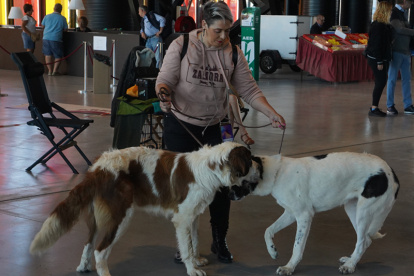 Los mejores perros se acicalan para competir en León. JONATHAN NOTARIO.