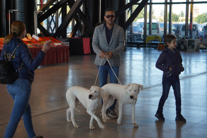 Los mejores perros se acicalan para competir en León. JONATHAN NOTARIO.