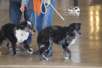 Los mejores perros se acicalan para competir en León. JONATHAN NOTARIO.