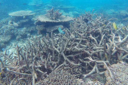 Blanqueamiento de la gran barrera de coral en Australia, como efecto del cambio climático.