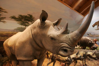 Uno de los ejemplares de rinoceronte que se pueden observar en el museo.