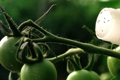 Detalle de insectos en una planta de tomate. EFE