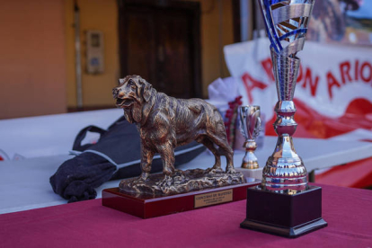Campeonato provincial del Mastín leonés. MIGUEL F. B.