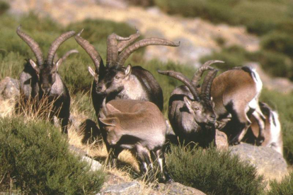 Varios ejemplares de cabra montés, en una foto de archivo.