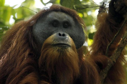 Un ejemplar macho de orangután de Tapanuli o Pongo tapanuliensis en las selvas de Batang Toru, en la isla indonesia de Sumatra.