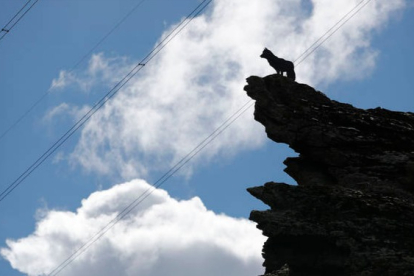 Escultura de un lobo en el alto de la montaña en las proximidades de Buiza de Gordón. JESÚS F. SALVADORES