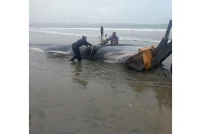 Una ballena varada en una playa de Chile, posiblemente por culpa del ruido. ARMADA CHILENA
