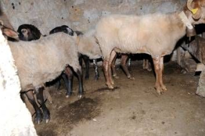 Un grupo de ovejas con el posible virus aguardan en una cueva aparte