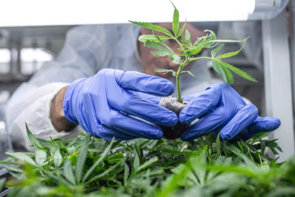 La planta del cannabis se utiliza con fines medicinales, sobre todo, para los efectos del cáncer. DL