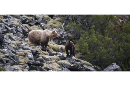 El informe del CSIC especifica que la «excepcionalidad de los incidentes con osos no evita el impacto social que ocasionan». FUNDACIÓN OSO PARDO