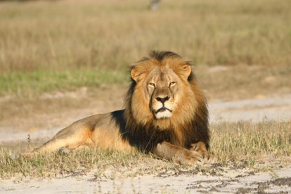 Cecil, el rey de la selva y del parque nacional de Hwange (Zimbaue), donde vivía hasta que este julio le ha abatido un cazador norteamericano.