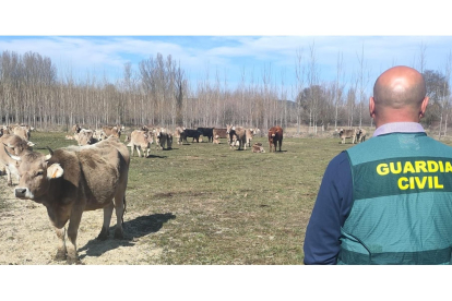 La Guardia Civil mantiene un activo un plan operativo contra las sustracciones en explotaciones agrícolas y ganaderas. SUBDELEGACIÓN DEL GOBIERNO