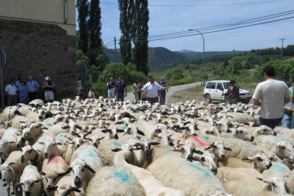 La localidad de Prioro recibe mañana con una fiesta a los rebaños de ovejas trashumantes. CAMPOS