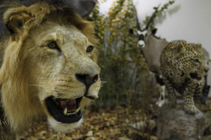 Un león, un guepardo y un antílope que forman parte de la exposición sobre mamíferos del mundo que acoge la facultad de Biología de la Universidad de León y que ha puesto en marcha y gestiona Czule.