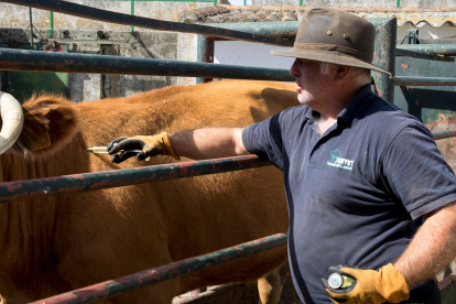 Un veterinario inyecta medicamentos a una vaca infectada de EHE. JESÚS FORMIGO/ICAL