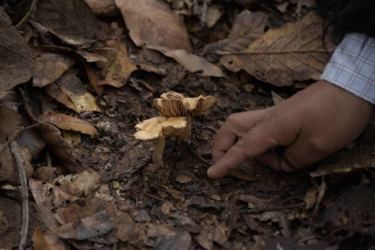 Imagen de un hombre recolectando setas en el bosque. CARLOS LÓPEZ