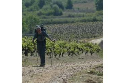 Todos los caminos rurales a viñedos y sotos de Ponferrada se limpiarán