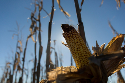El eco régimen elegido por los agricultores leoneses ha provocado cambios como la reducción de la superficie de maíz. FERNANDO OTERO