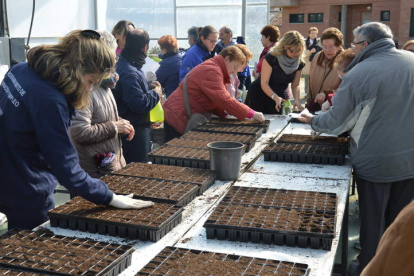 Treinta mayores colaboraron en el semillado de 2.500 flores y productos hortícolas en el invernadero. DL