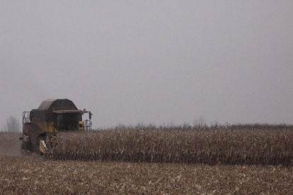 Una cosechadora recoge maíz en una parcela, ayer en Villavante
