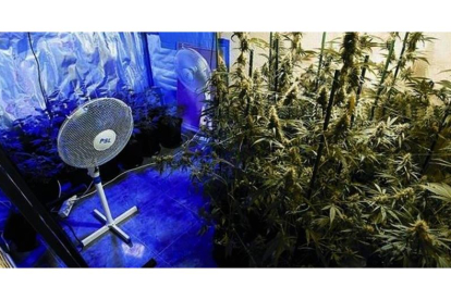 Plantación de cannabis en un piso particular.
