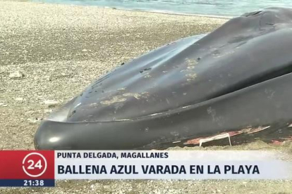 Una ballena azul varó en el borde costero y no sólo llamó la atención por sus 30.000 kilos.