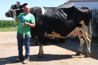 José Antonio Mielgo sujeta a Lisa, una vaca nacida en 2012 que tardó en quedarse preñada por primera vez. A.D.M.