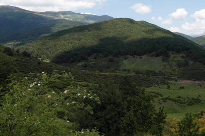 Una de las zonas arboladas de la provincia de León, el bosque de Hormas, en el municipio de Riaño. JESÚS F. SALVADORES