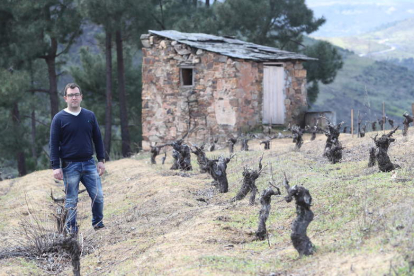 En joven enólogo Nacho Álvarez, en las viñas que ha adquirido en San Pedro de Trones. L. DE LA MATA