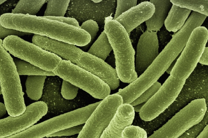 La bacteria tiene un amplio rango de multiplicación. GERALT