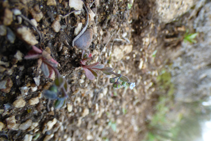 Gyrocaryum opossitifolium. TACOBI