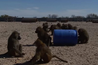 Un grupo de primates  juega con un barril en el Texas Biomedical Research Institute