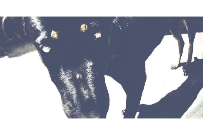 Perro negro. DAVID CAMPOS, 2020