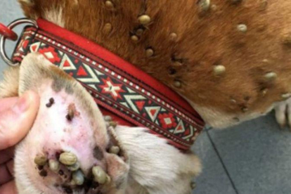 El perro infestado de garrapatas que fue rescatado en Poio.