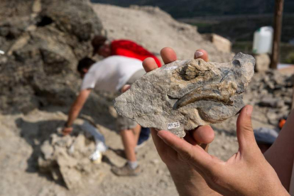 Concluye la excavación en el yacimiento de Igea con nuevos hallazgos fósiles. RAQUEL MANZANARES