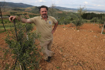 Víctor Arroyo, ayer junto a los olivos plantados en Pieros que ya han empezado a producir los primeros litros de aceite.