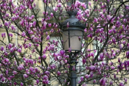 Un magnolo en flor anuncia la llegada de la primavera en una calle de San Sebastián.
