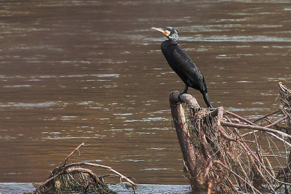 Un ejemplar de cormorán, sobre una rama en el río Esla.