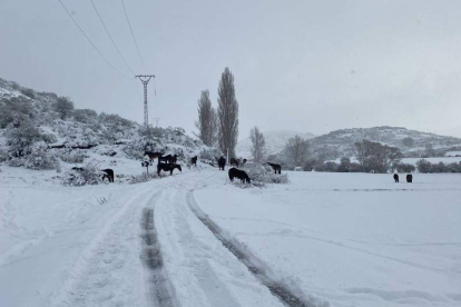 La carretera de Valverde de la Sierra, ayer por la mañana. A la derecha, la entrada a Puebla de Lillo donde estuvo nevando a primera hora CAMPOS