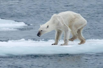 Imagen del oso polar desnutrido compartida por Kerstin Langenberger.