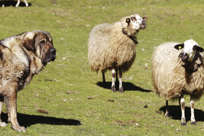 Imagen de un mastín cuidando un rebaño de ovejas en las montañas leonesas. JESÚS F. SALVADORES