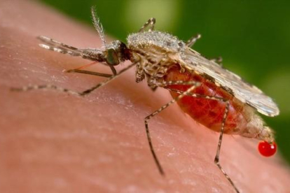 Un mosquito 'Anopheles stephensi' obtiene una muestra de sangre de un huésped humano.