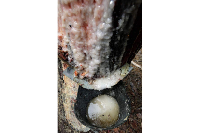 Extracción de resina en un pino. RAMIRO