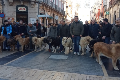 Mastines de paseo por el centro de León. J. NOTARIO