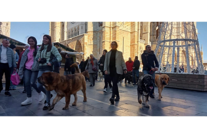 Mastines de paseo por el centro de León. J. NOTARIO