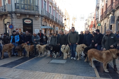 Mastines de paseo por el centro de León. J. NOTARIO