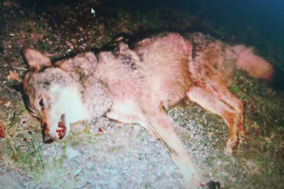 El lobo atropellado en la noche del miércoles en el término municipal de Burón. DL