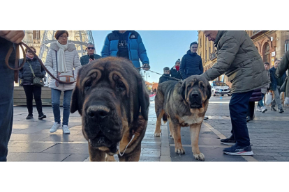 Mastines de paseo por el centro de León. J. NOTARIO