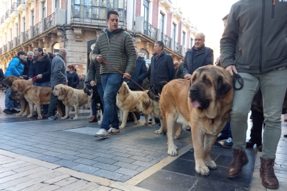 Mastines de paseo por el centro de León. J. NOTARIO